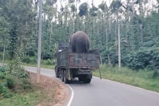 Forest department order to catch wild elephant at  Chikkamagaluru