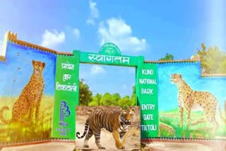 Tiger entry into Kuno National Park