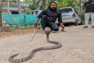 Big_Snake_in_Konaseema_District_Mummidivaram