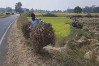 Paddy not being purchased in Sitapur