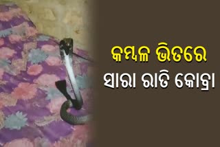 Cobra found coiled on mans bed