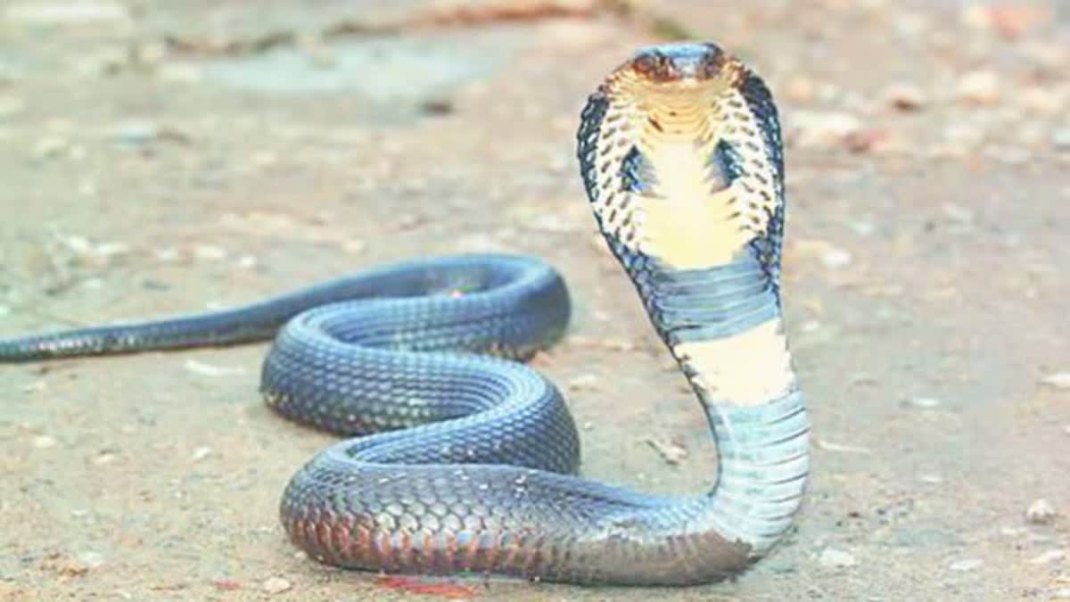 SINGRAULI FARMER DIED SNAKE BITE