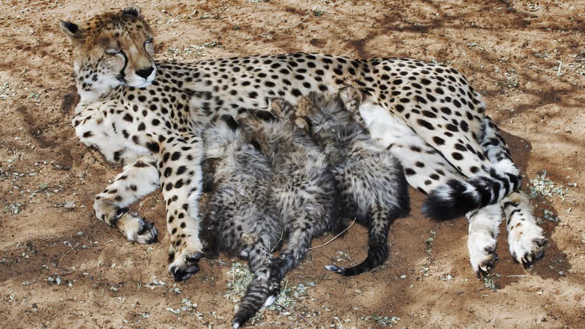 CHEETAH NIRVA GAVE BIRTH TO CUBS