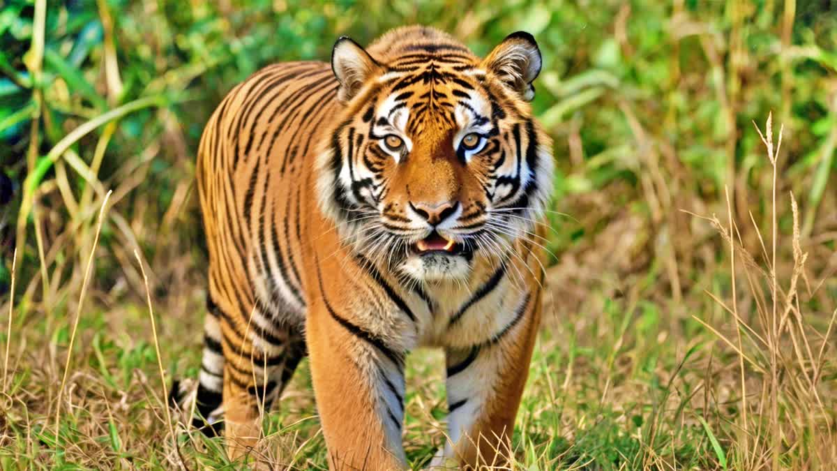 TIGER WANDERING IN TELANGANA