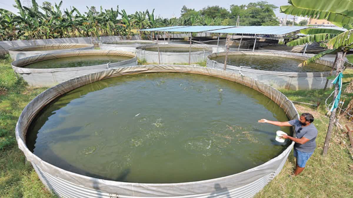 fish_farming_while_working_in_it