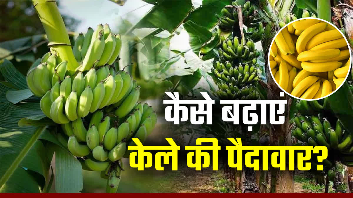 New Techniques of Banana Cultivation