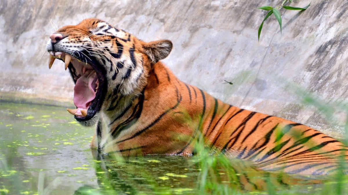 71 Tigers Died Due To Unnatural Causes Since 2021: Environment Ministry