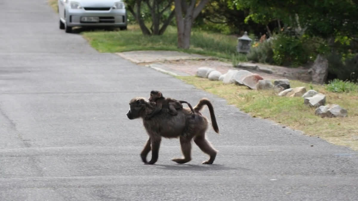 As Baboons Become Bolder, Cape Town Battles For Solutions