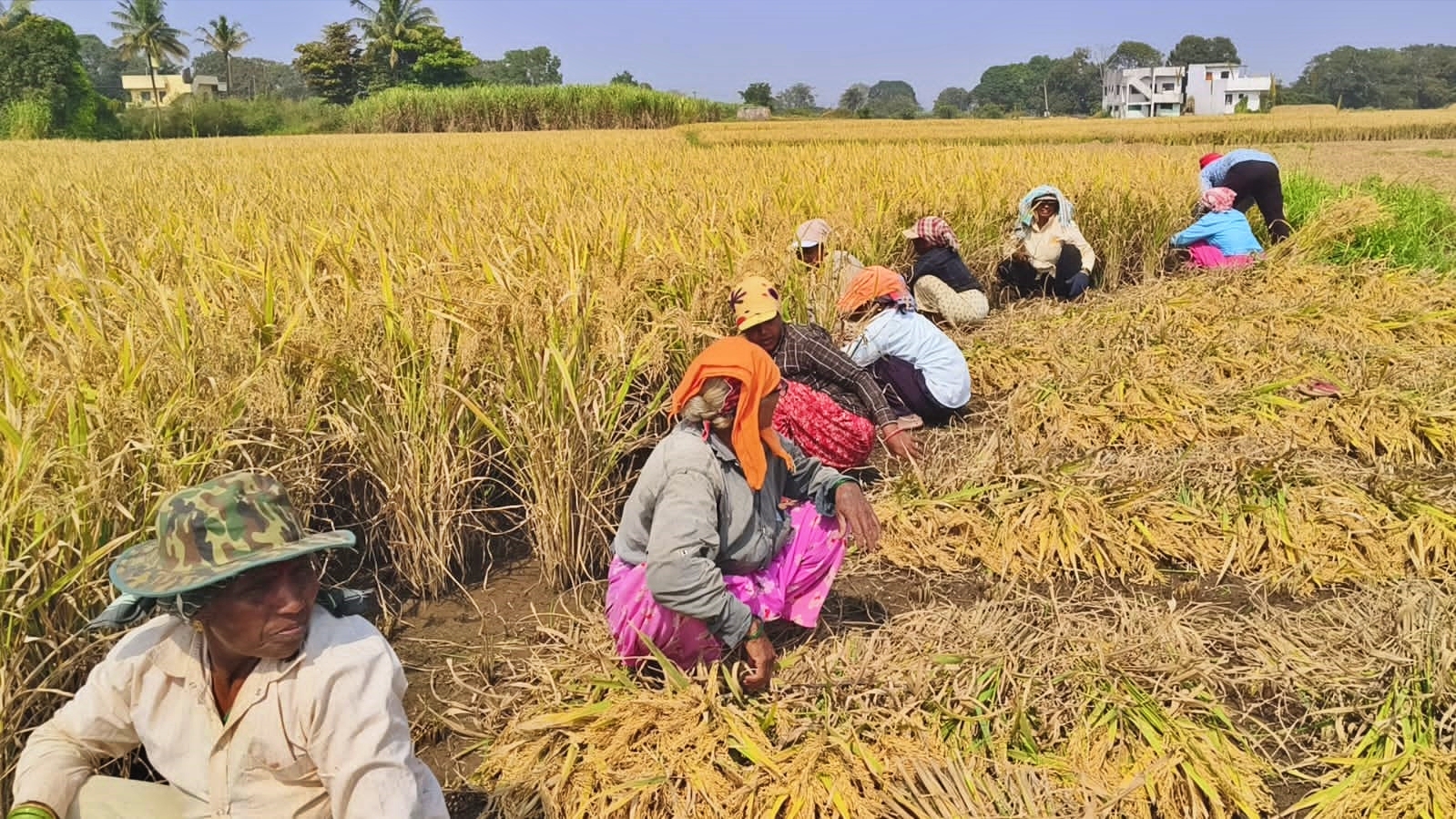 ಬೆಳಗಾವಿಯಲ್ಲಿ ಭತ್ತ ಕಟಾವು ಮಾಡುತ್ತಿರುವ ಮಹಾರಾಷ್ಟ್ರ ಮಹಿಳೆಯರು.