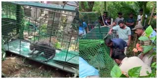 leopard-cub-rescued-by-forest-staff-after-fell-into-a-well-in-udupi