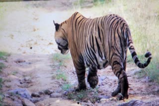 सरिस्का में बढ़ रहा बाघों का कुनबा