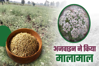 AJWAIN CULTIVATION MP