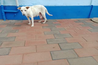 DOGOPERATION  REBIRTH DOG WITH TUMOUR  ട്യൂമർ ബാധിച്ച നായ  ശസ്‌ത്രക്രിയ ട്യൂമർ