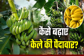 New Techniques of Banana Cultivation