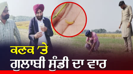 Pink bollworm attacks wheat crop