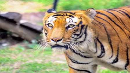 Royal_Bengal_Tiger_Died