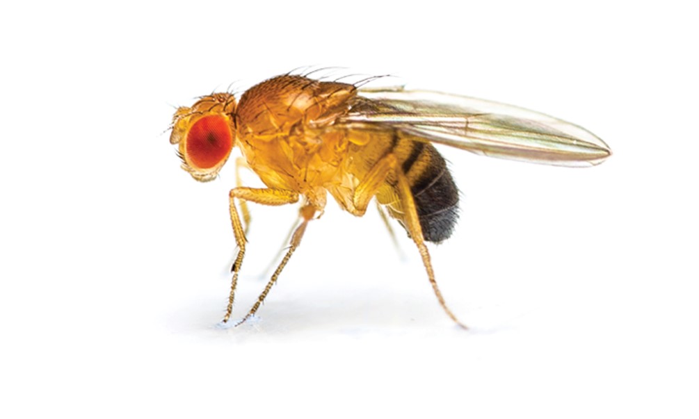 Fruit Flies in Gaganyaan Mission