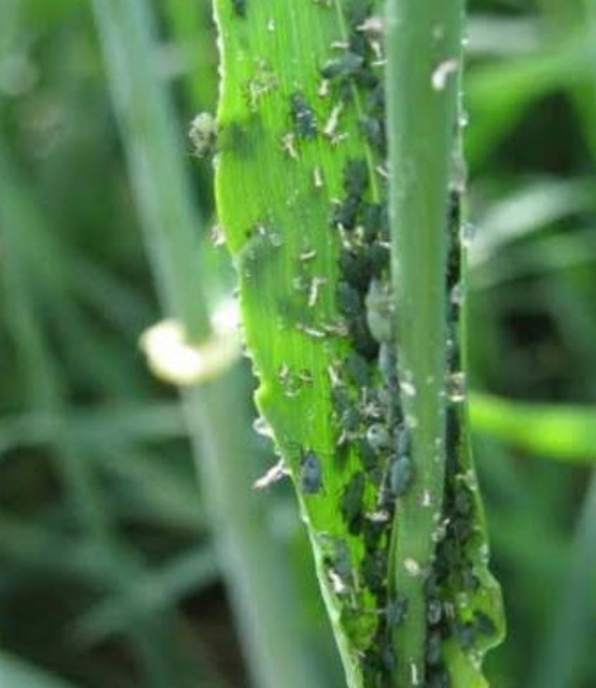 Wheat worm root aphid