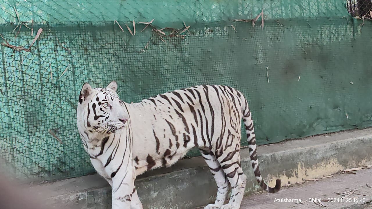 White Tiger In Maitri Bagh