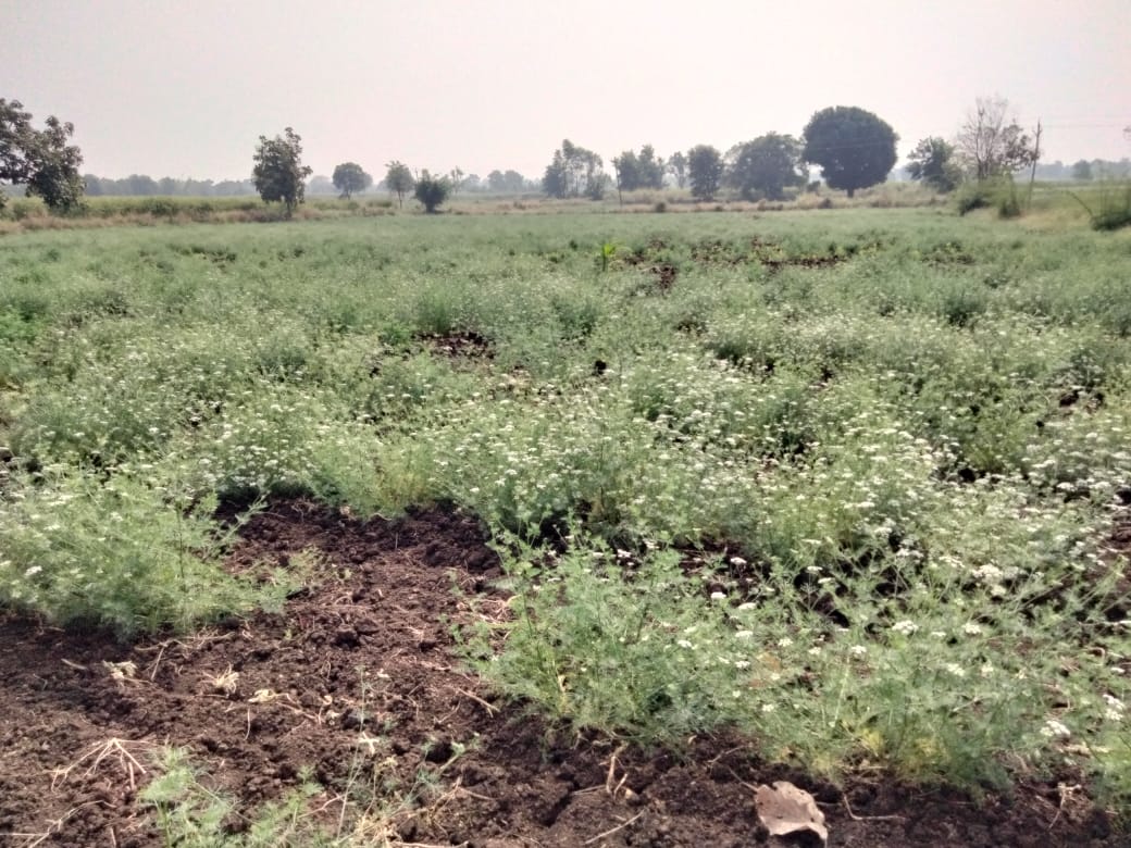 Carrom seeds cultivation