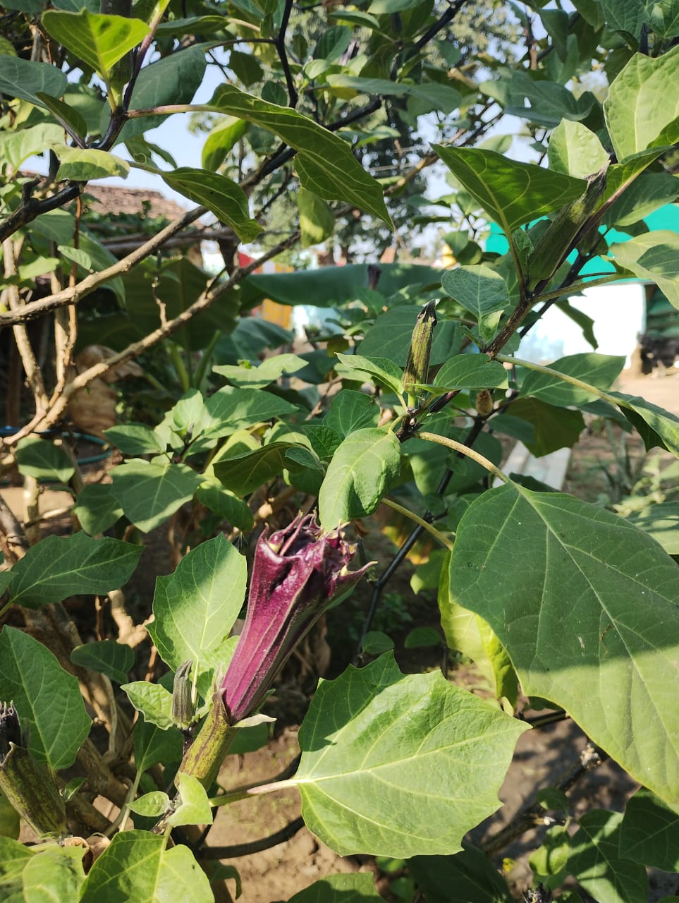 Datura phool Religious Use