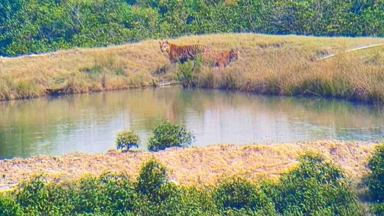 Royal Bengal Tiger