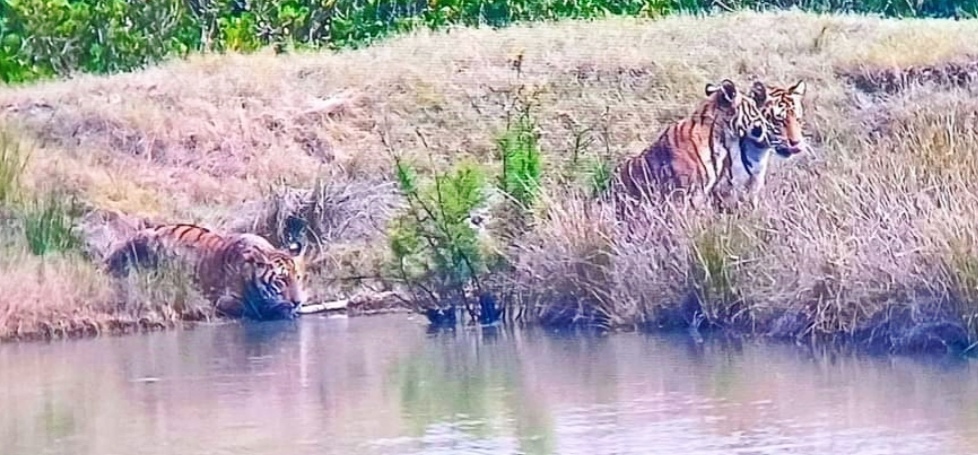 Royal Bengal Tiger