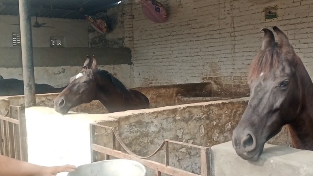 Gland disease started affecting horses, the government banned the show in Maghi Mela Sri Muktsar Sahib