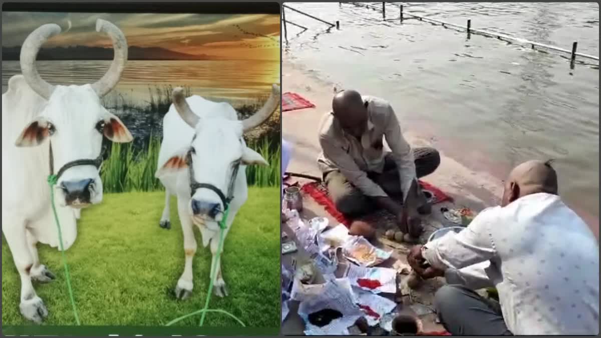 kasganj letest news in hindi  farmer bull unique love  Bull Ganga Bone Immersion  Kasganj Soron Tirth UP  MP Kisan UP Kasganj  ದೂರವಾದ ಎತ್ತುಗಳು  ಚಿತಾಭಸ್ಮ ನದಿಗೆ ಬಿಟ್ಟ ರೈತ  ಔತಕೂಟದಲ್ಲಿ ಮೂರು ಸಾವಿರ ಜನ ಭಾಗಿ  ಎತ್ತುಗಳನ್ನು ತಮ್ಮ ತಂದೆ ಎಂದು ಪರಿಗಣಿಸಿ  ಪ್ರೀತಿಯ ಎತ್ತುಗಳ ಮರಣ  ಮಧ್ಯಪ್ರದೇಶದ ಇಬ್ಬರು ರೈತರು  ಚಿತಾಭಸ್ಮವನ್ನು ನದಿಯ ನೀರಿನಲ್ಲಿ ಬಿಡಲು  ಎರಡೂ ಹೋರಿಗಳು ಸಾವು