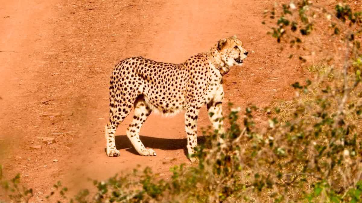 Cheetah escaped from Kuno