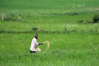 Paddy Bonus To Chhattisgarh Farmers