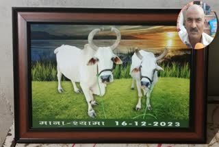 Farmers Put Oxen Asthikalu In Ganga River