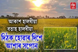 Financially self reliant by cultivating mustard in Nalbari