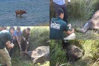 Forest Department Tranquilize wild Buffalo