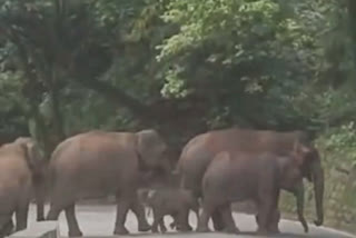 wild elephants in coonoor