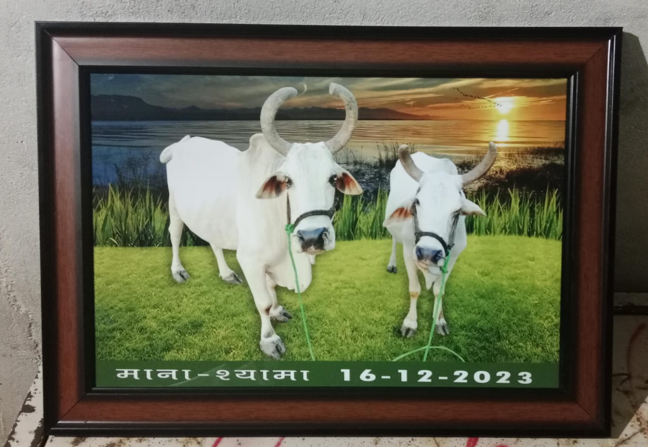 kasganj letest news in hindi  farmer bull unique love  Bull Ganga Bone Immersion  Kasganj Soron Tirth UP  MP Kisan UP Kasganj  ದೂರವಾದ ಎತ್ತುಗಳು  ಚಿತಾಭಸ್ಮ ನದಿಗೆ ಬಿಟ್ಟ ರೈತ  ಔತಕೂಟದಲ್ಲಿ ಮೂರು ಸಾವಿರ ಜನ ಭಾಗಿ  ಎತ್ತುಗಳನ್ನು ತಮ್ಮ ತಂದೆ ಎಂದು ಪರಿಗಣಿಸಿ  ಪ್ರೀತಿಯ ಎತ್ತುಗಳ ಮರಣ  ಮಧ್ಯಪ್ರದೇಶದ ಇಬ್ಬರು ರೈತರು  ಚಿತಾಭಸ್ಮವನ್ನು ನದಿಯ ನೀರಿನಲ್ಲಿ ಬಿಡಲು  ಎರಡೂ ಹೋರಿಗಳು ಸಾವು