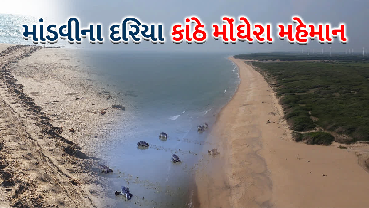 માંડવીના બાડા ગામનો બીચ પર ખાસ કાચબા