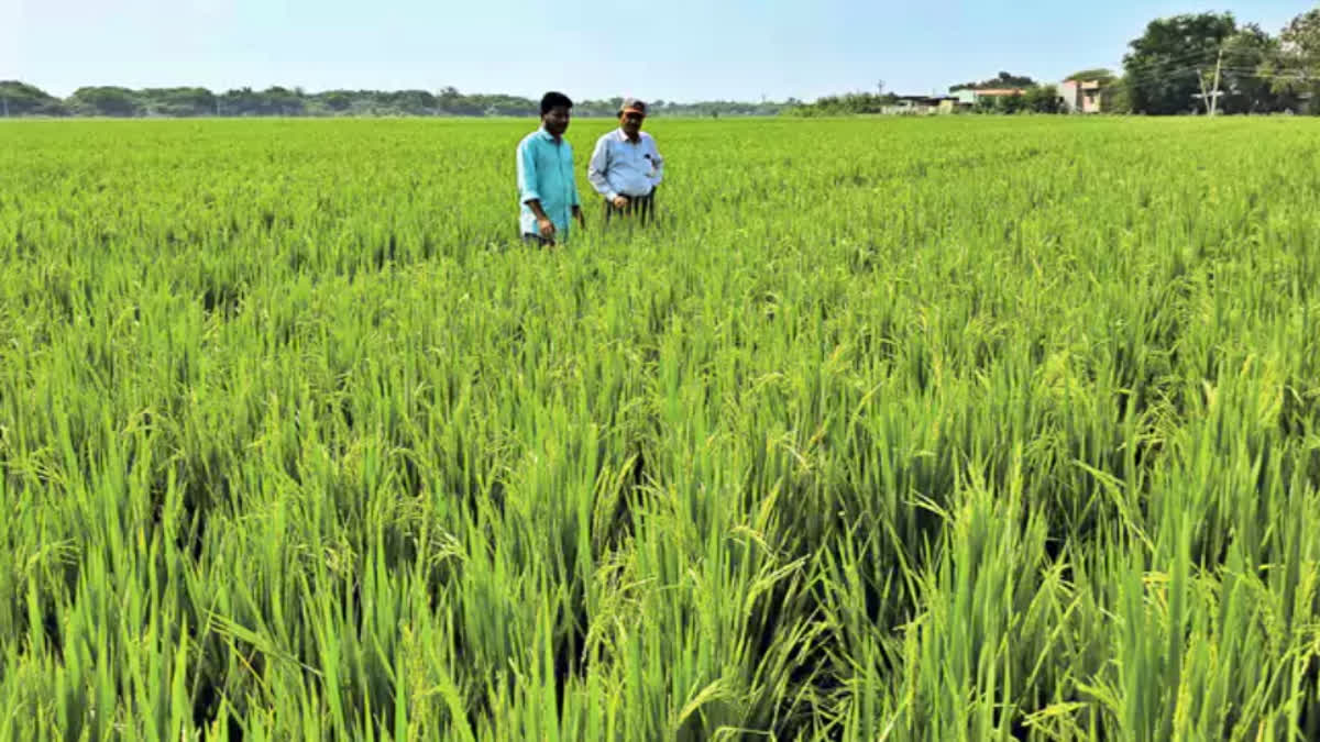 andhra_pradesh_government_releases_new_rice_variety