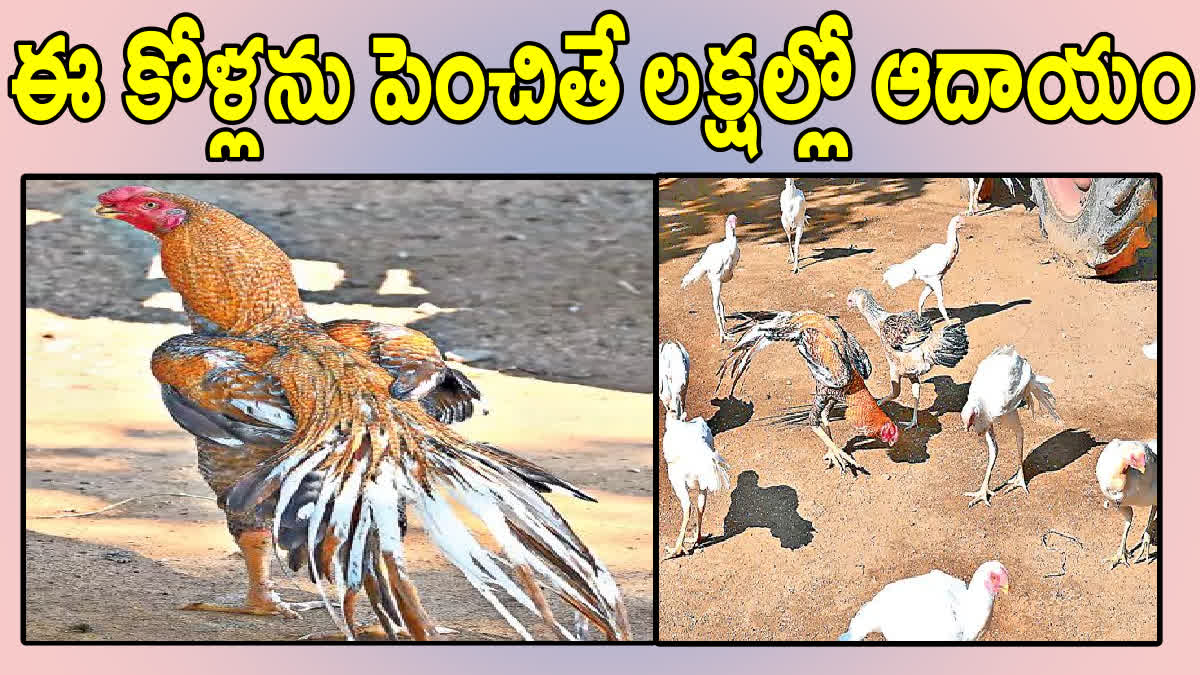 Aseel chicks In wanaparthy