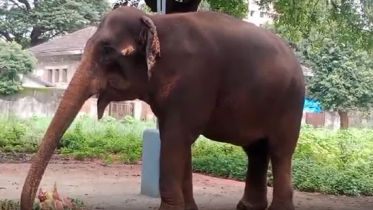 Byculla Zoo Loses Anarkali, Its Last Elephant At Age 59