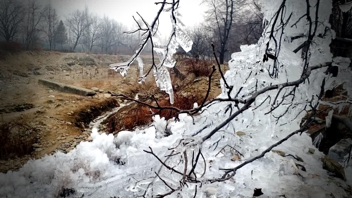 Icicles are formed on branches of a tree on a cold winter day in Kashmir