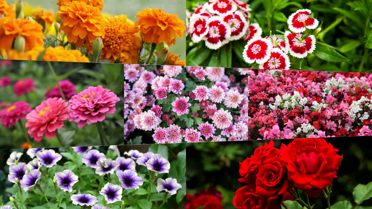 chrysanthemum growing tips  rose growing tips  Marigold growing tips  Zinnia growing tips