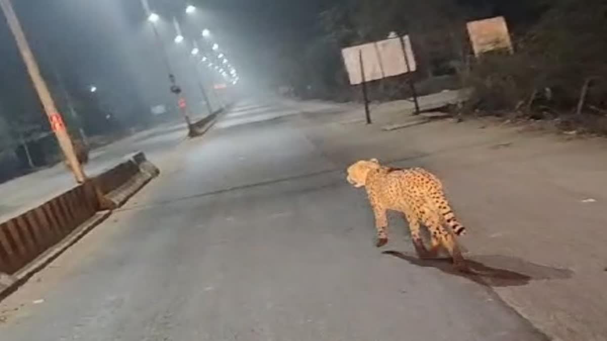 Cheetah roaming Sheopur roads