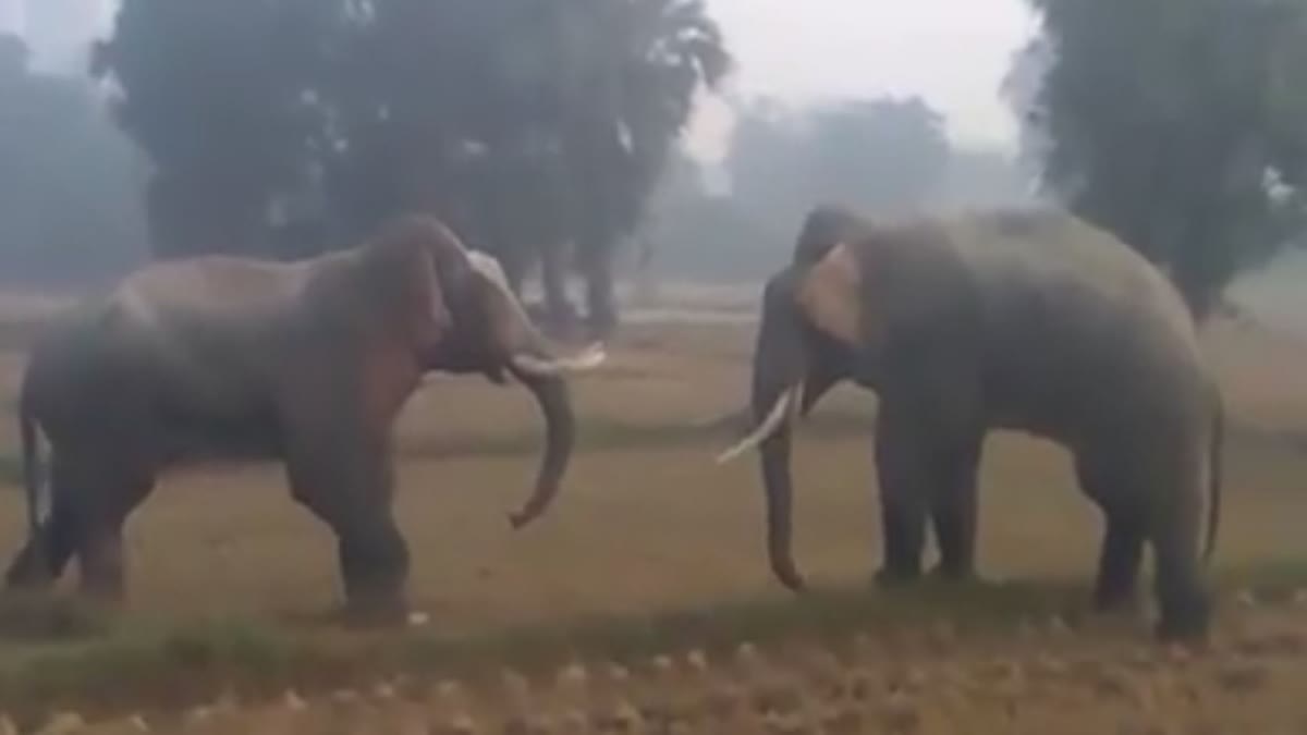 Video of elephants fighting in Haridwar goes viral