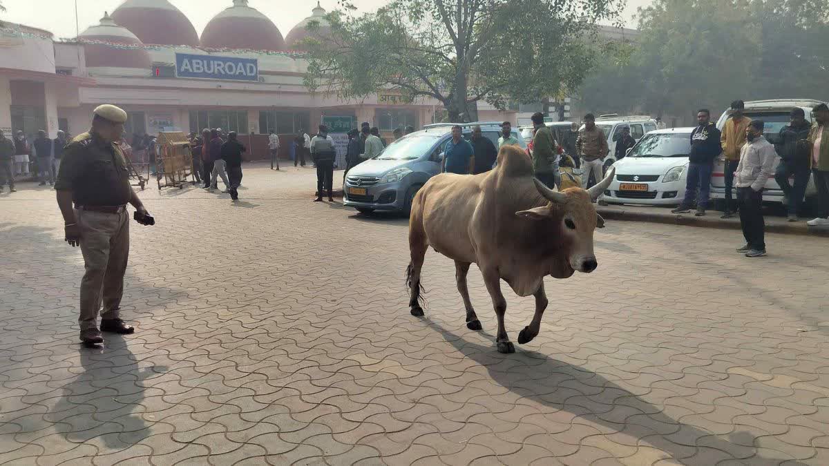 A stray bull is being chased by railway officials after it trampled a toddler girl at the Abu Road railway station in Sirohi, Rajasthan