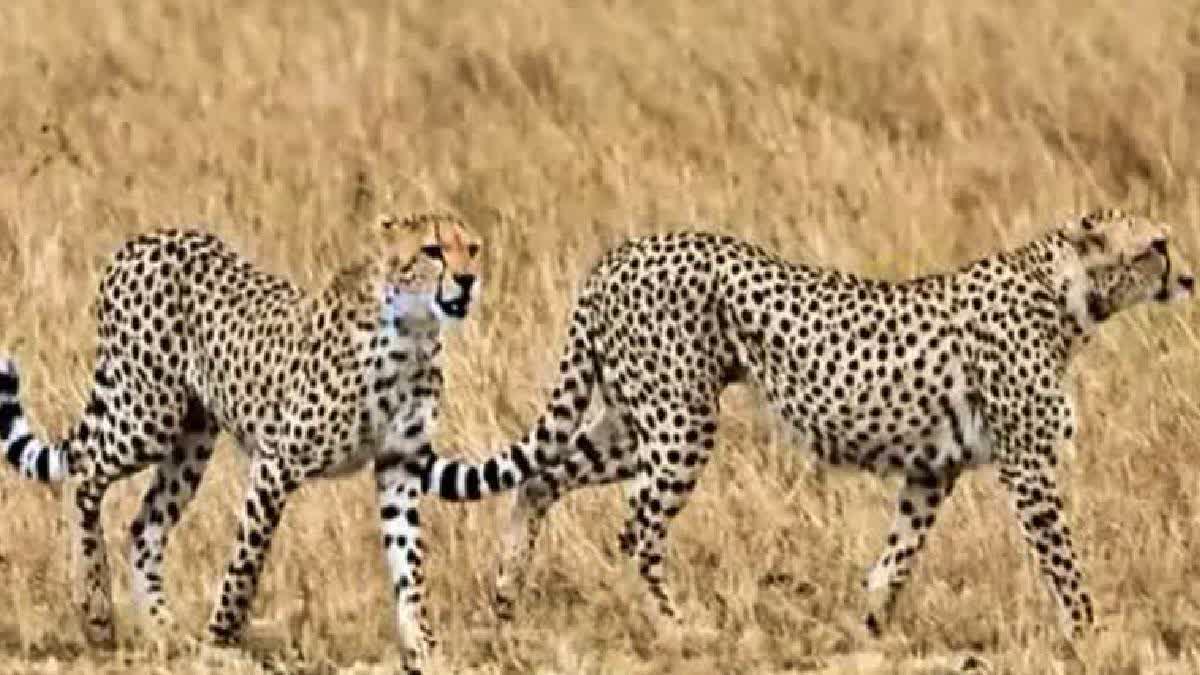 20 Cheetahs From South Africa Will Reach Gandhi Sagar Wildlife Sanctuary