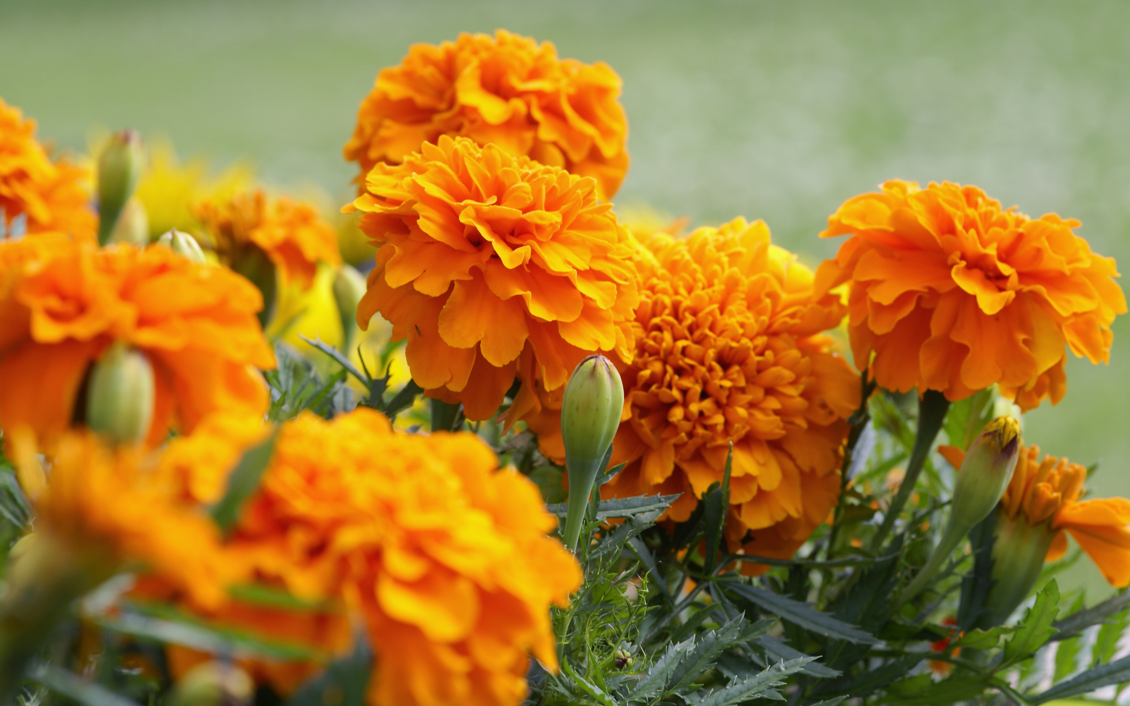 chrysanthemum growing tips  rose growing tips  Marigold growing tips  Zinnia growing tips