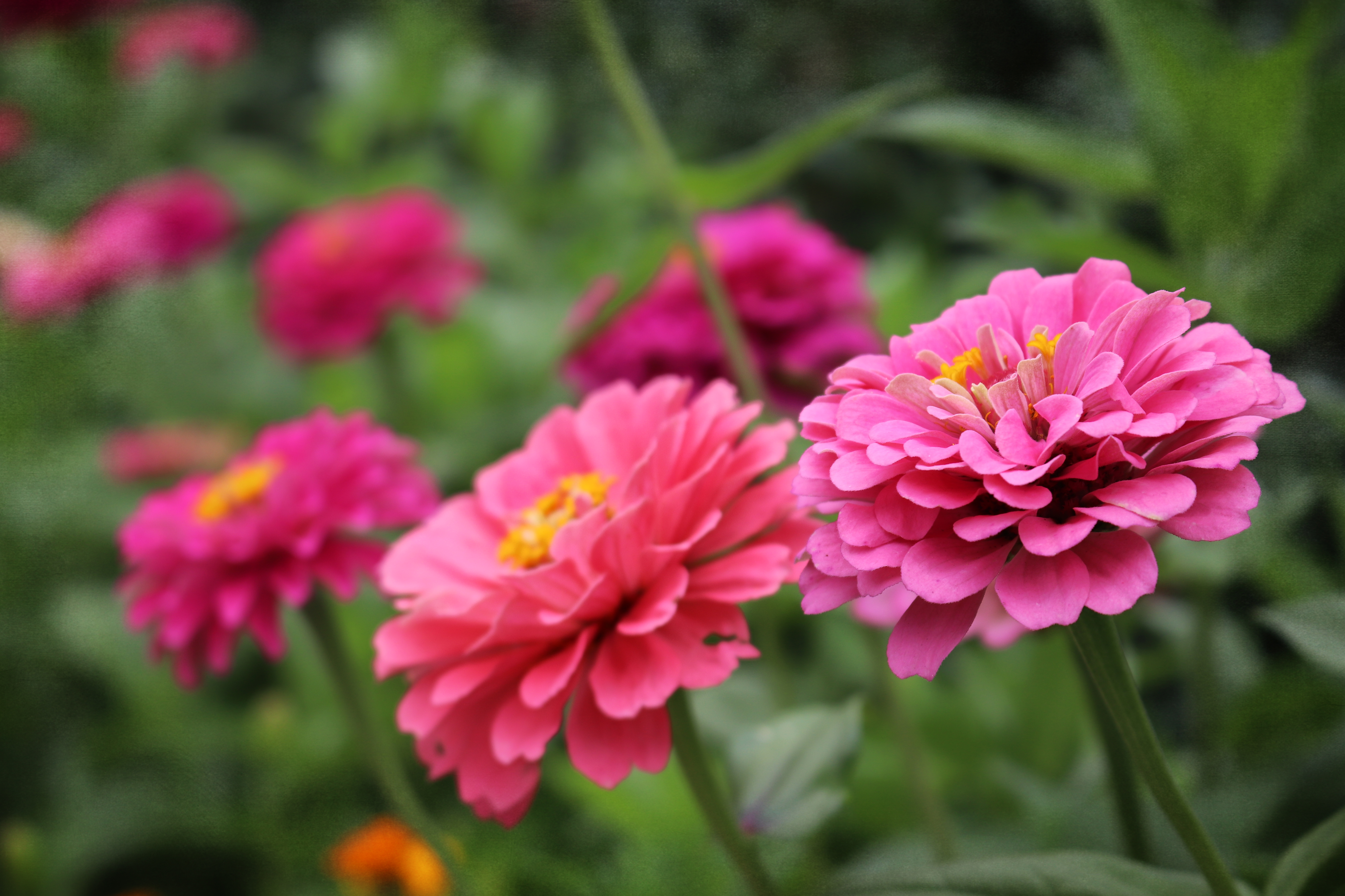 chrysanthemum growing tips  rose growing tips  Marigold growing tips  Zinnia growing tips