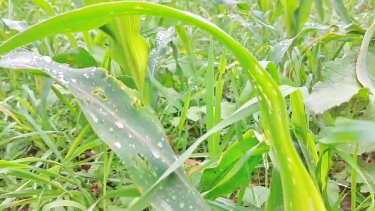 automatic drone to treat crop diseases