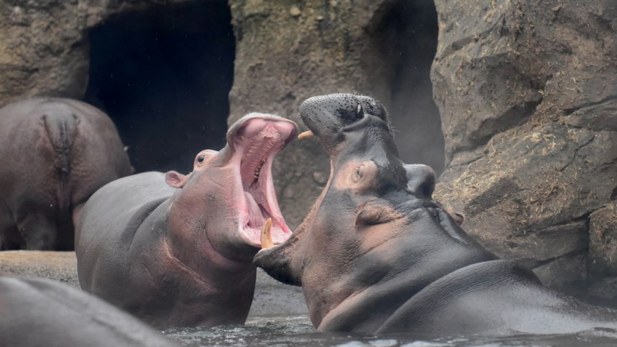 Hippopotamus